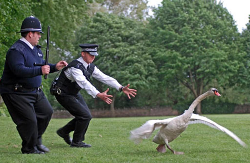 Review Hot Fuzz Aksi Polisi London dan Konspirasi Desa